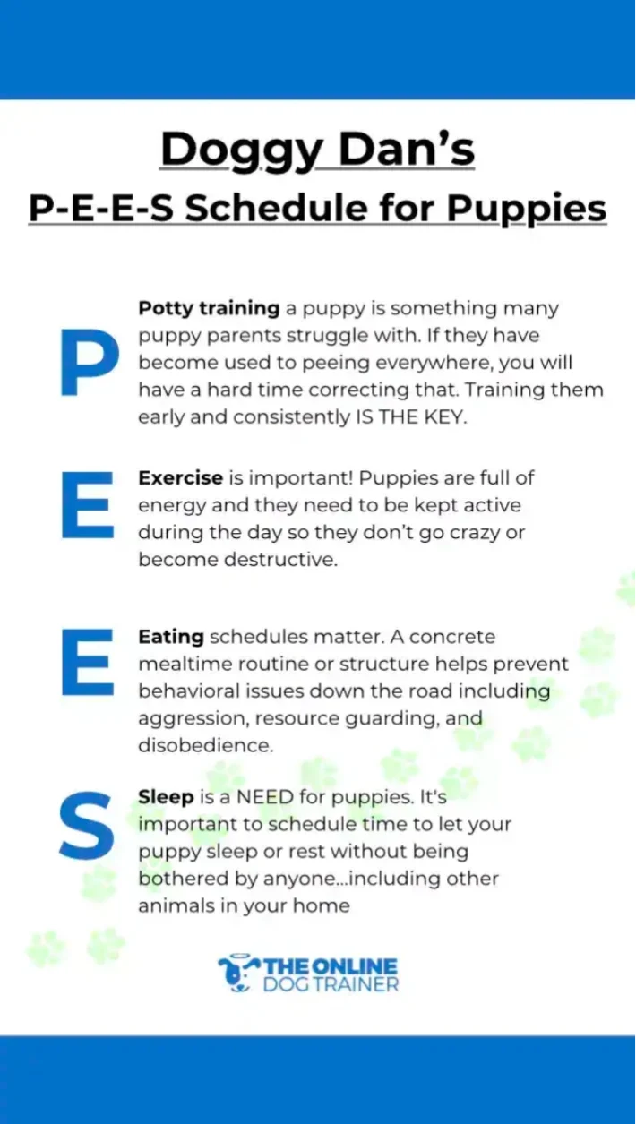 puppy training schedule by age