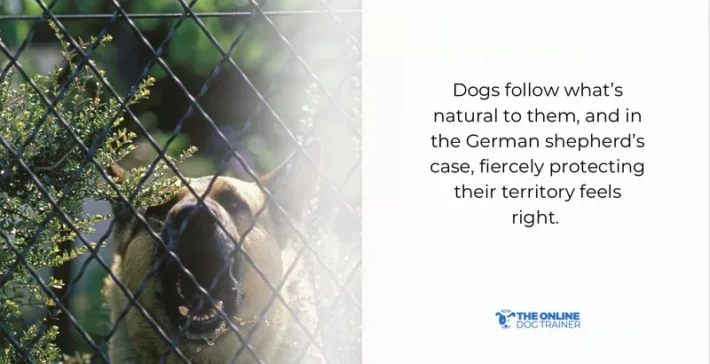 adopting german shepherds