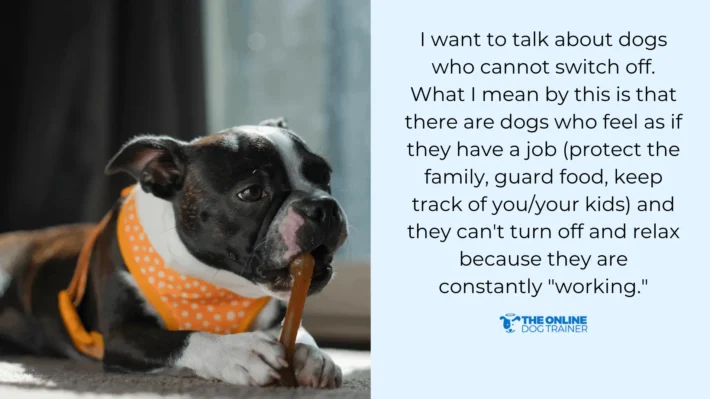 anxiety dogs chewing