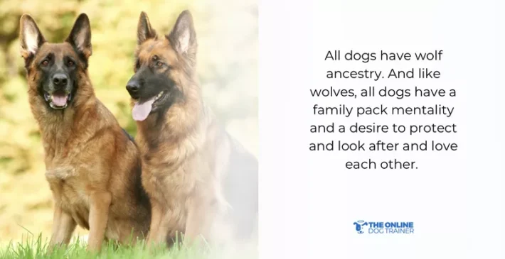 are german shepherds aggressive