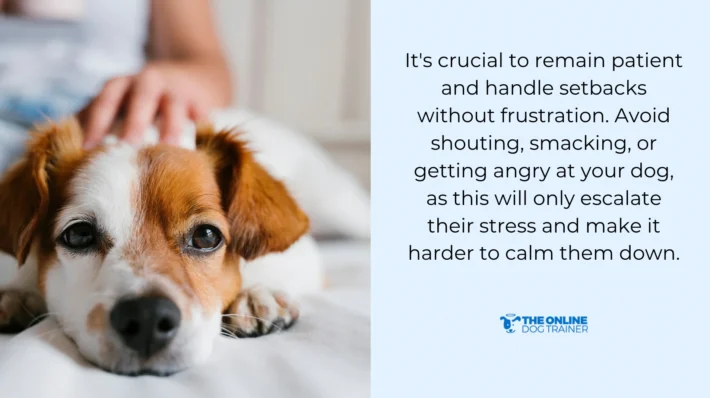 be patient to help dogs have a positive experience