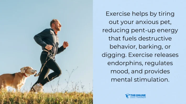 best exercises for dogs