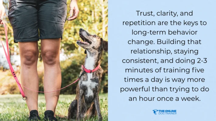 best tips dog training