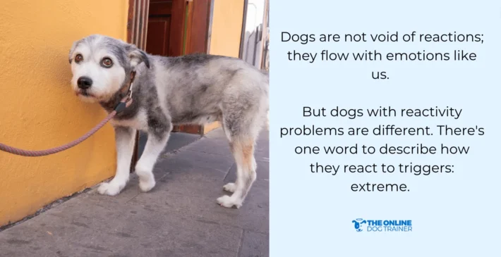 causes of dog reactivity