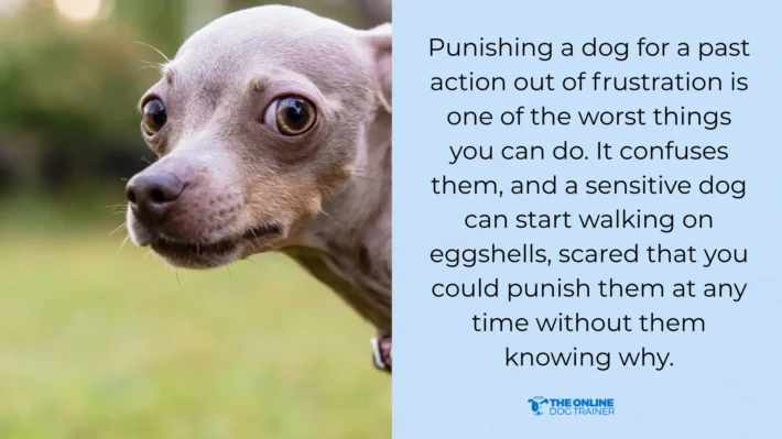 common mistakes dog training