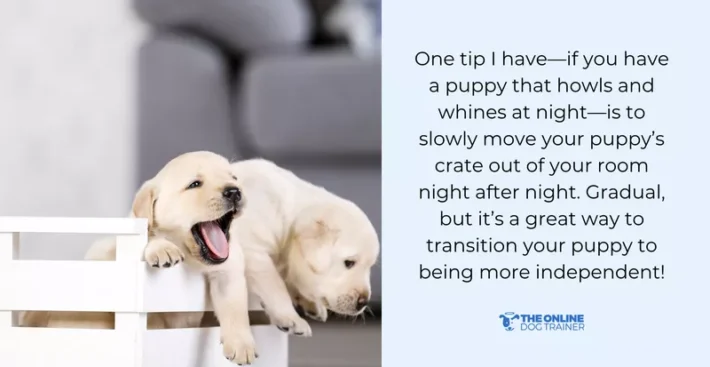 crate training puppies