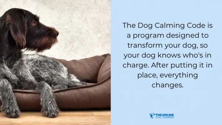 stopping separation anxiety in your dog