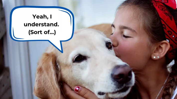 do dogs understand affection from humans