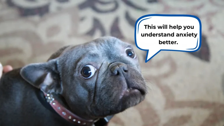 dog anxiety guide