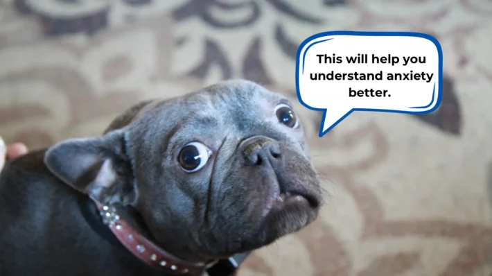 dog anxiety guide
