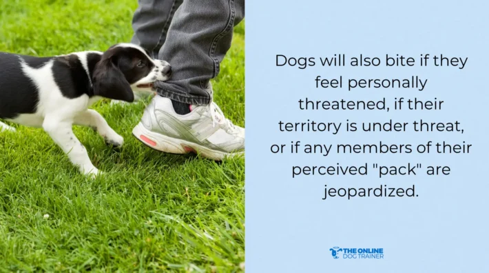 dog assert dominance through biting