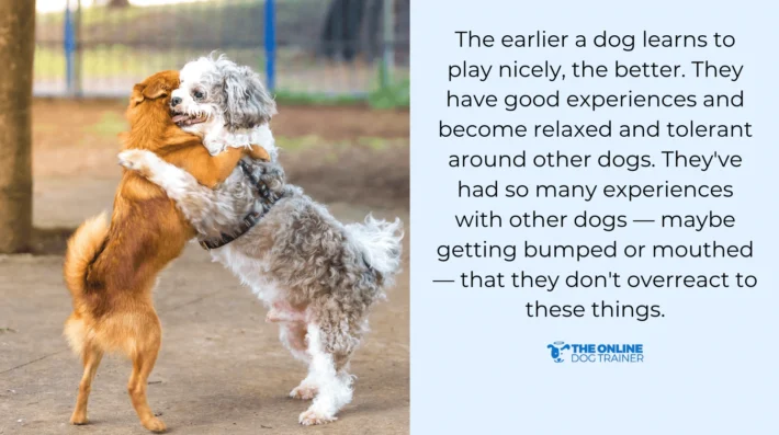 dog frequently nibbles other dogs