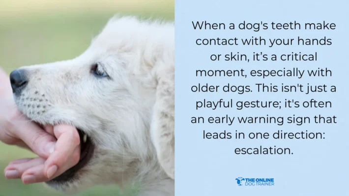 dog painful bites what to do