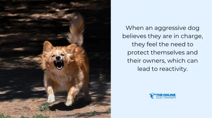 Dog reactive to new dog