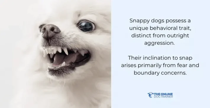 dog reactivity training individual dog