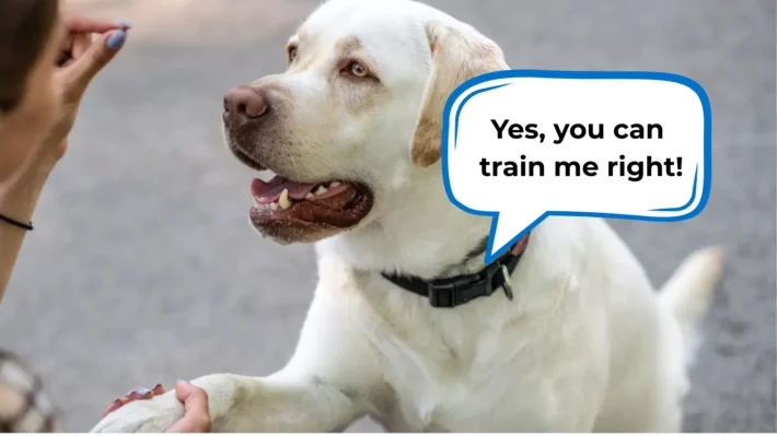 dog training tips