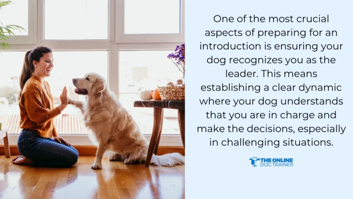 dog's advocate during socialization