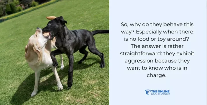 dominant dog training animal behaviorist