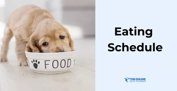 eating schedule for new puppies