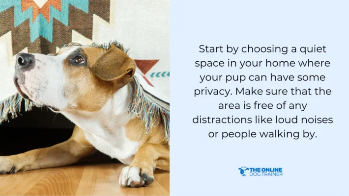 expert tips calm dog down