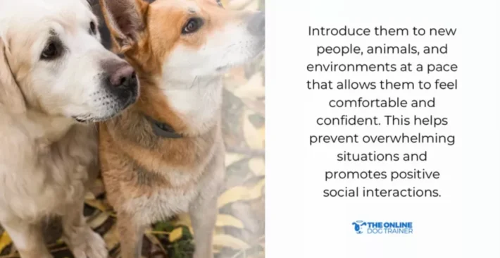 eye contact dog communication