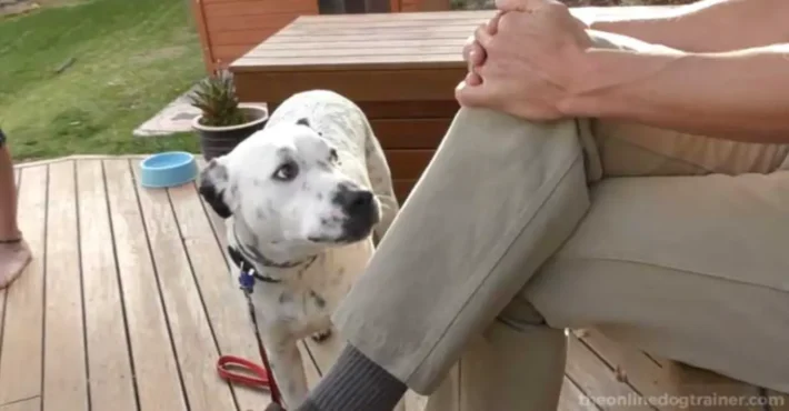 fear aggression training dogs