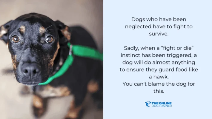 food aggressive dog growls