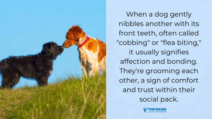 gentle nibble dogs meaning