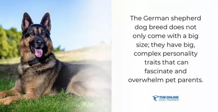 german shepherd behavior