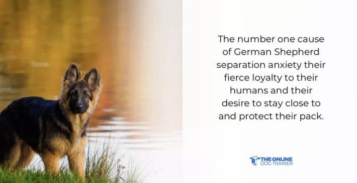 german shepherd dog's personality