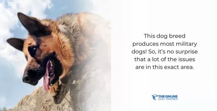 german shepherd positive reinforcement