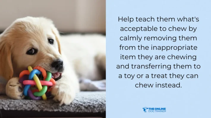 house training dogs from chewing household items