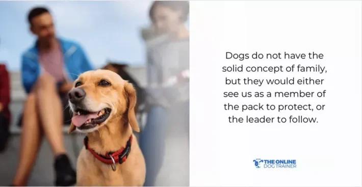 how dogs express love