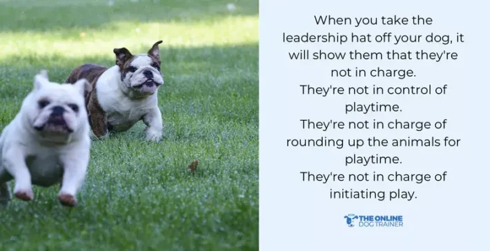 how to be a dog leader