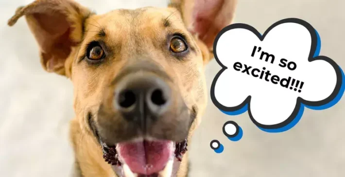 how to calm an overexcited puppy