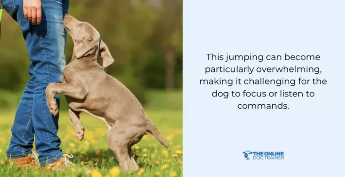 how to control an overexcited pup