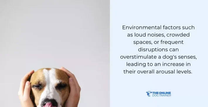 how to control overexcited dog in the house