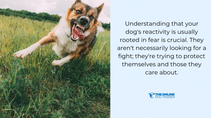 how to help a reactive dog have dog friends