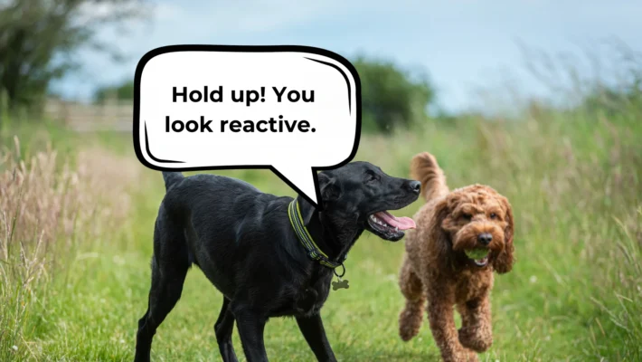 How to introduce dogs when one is reactive