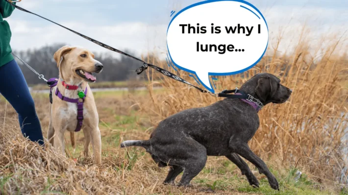 How to stop dog from lunging at other dogs