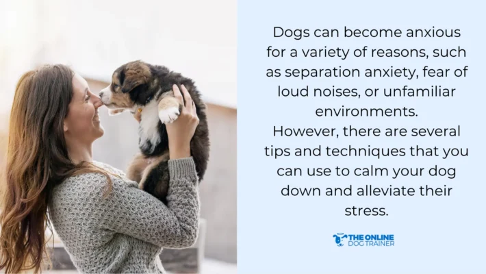 how to stop puppy stress