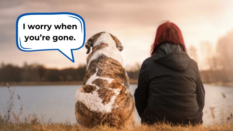 how to stop separation anxiety in dogs