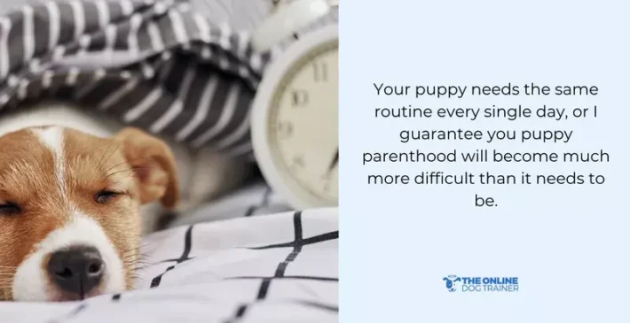 how to teach life skills to puppies