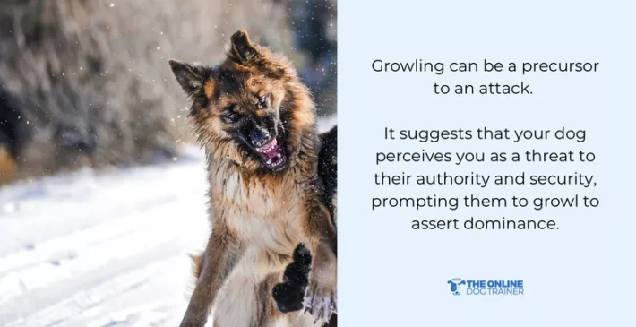 how to train bossy dogs