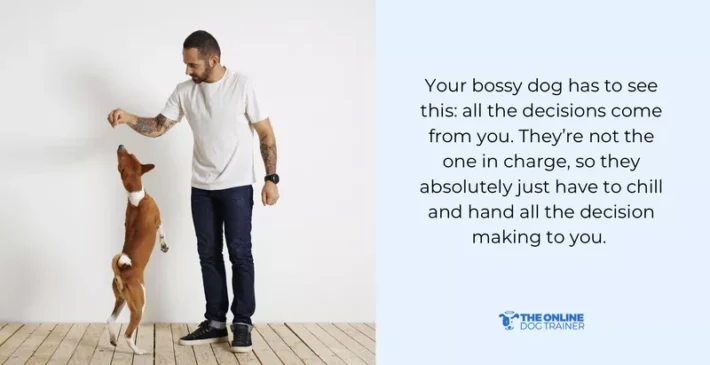 how to train dominant dog