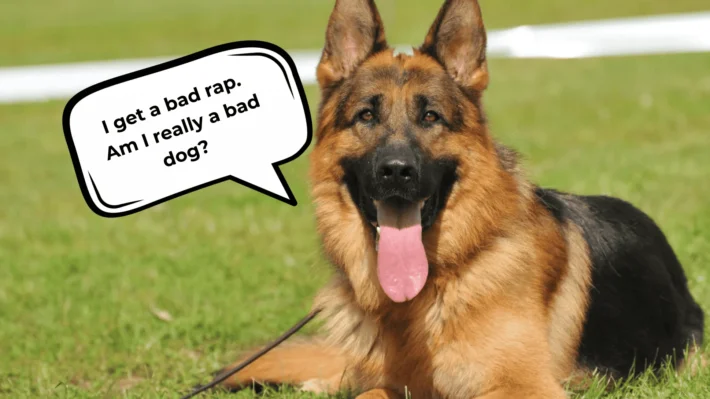 hyper german shepherd behavior