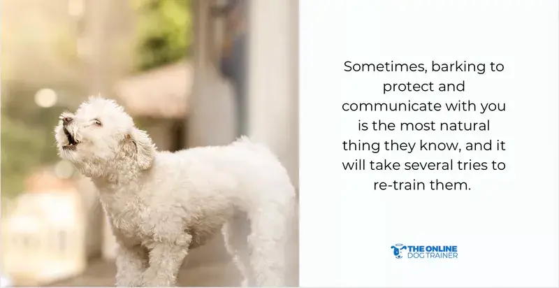 dog barking training