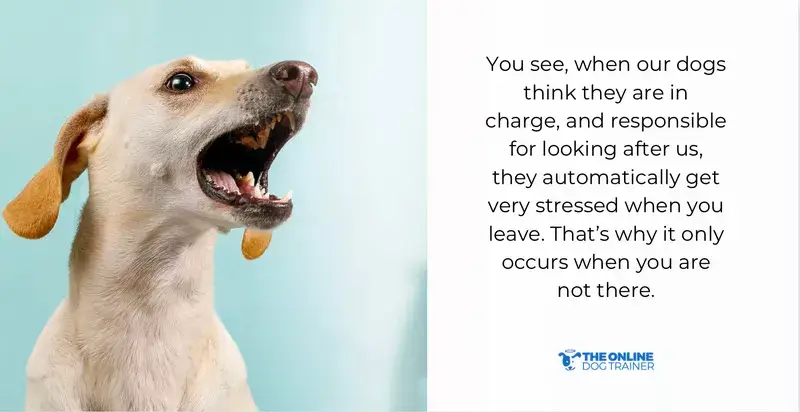 barking behavior dogs