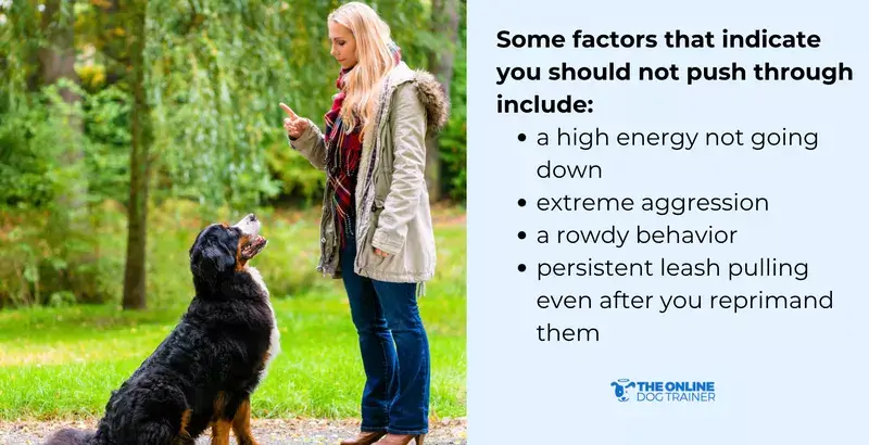 how to walk a dog in leash