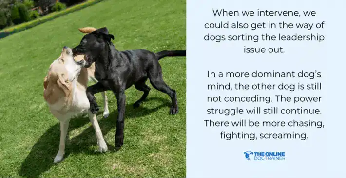 dog yelping medical condition